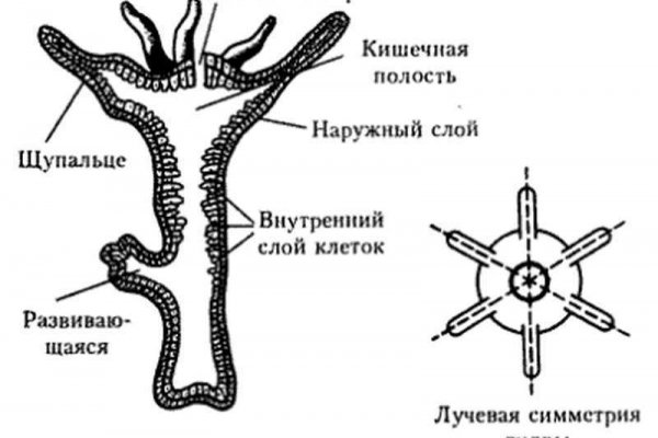 Каталог даркнет сайтов